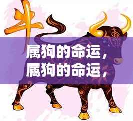 属狗的命运探索,星辰指引下的命运之路