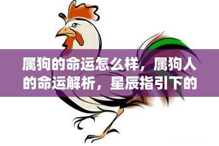 属狗的命运怎么样,属狗人的命运解析,星辰指引下的光明前程