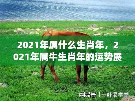 2021年属牛生肖运势展望,牛年运势大解析
