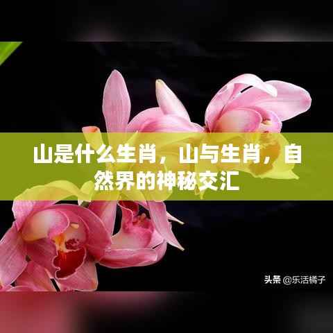 山与生肖的奇妙交汇,探索自然界的神秘联系