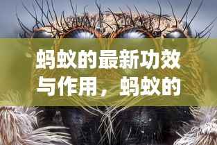 蚂蚁微观世界的神奇力量,最新功效与作用的探索