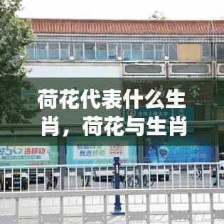 荷花与生肖的奇妙缘分,探寻荷花代表的生肖印记