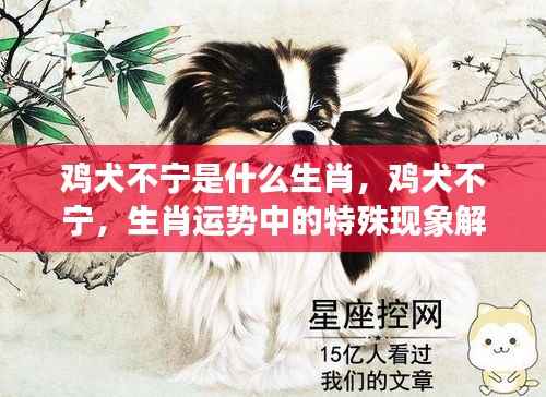 鸡犬不宁的特殊生肖现象解读,探寻生肖运势背后的深层含义