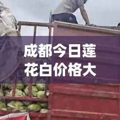 成都今日莲花白价格大揭秘,最新行情与市场动态一网打尽