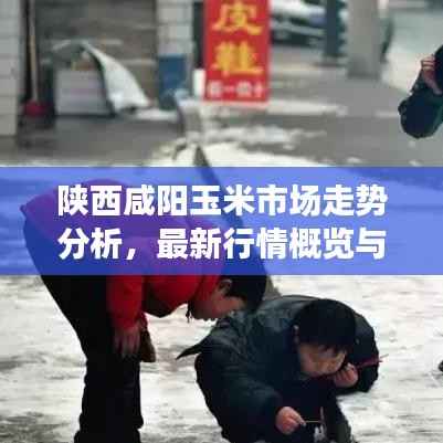 陕西咸阳玉米市场走势分析，最新行情概览与预测